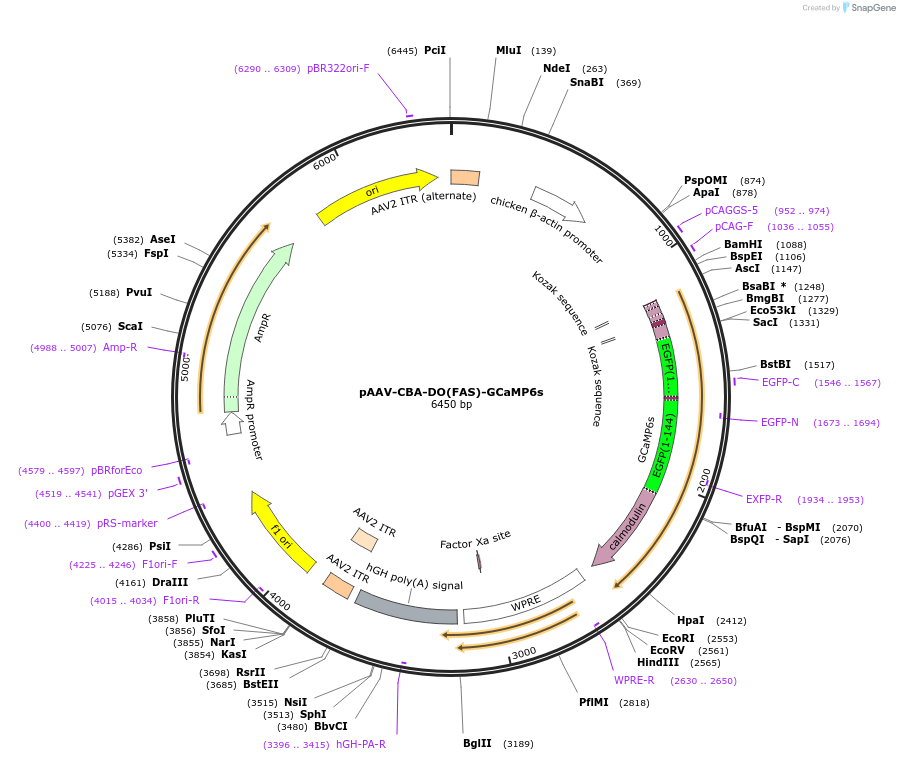 110135-plasmid-map-sequence-id-212310