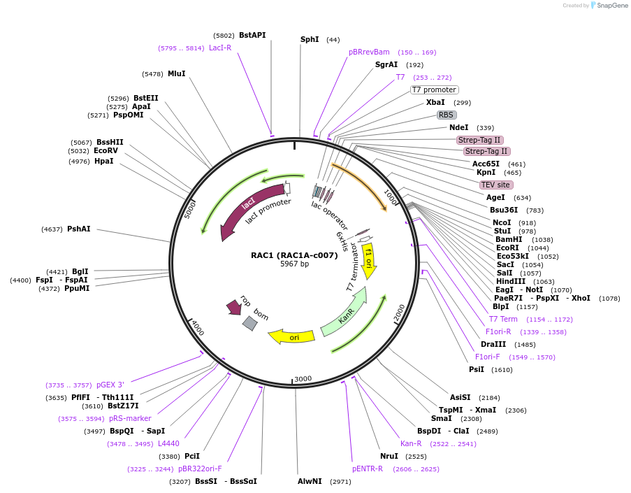 110257-plasmid-map-sequence-id-212328