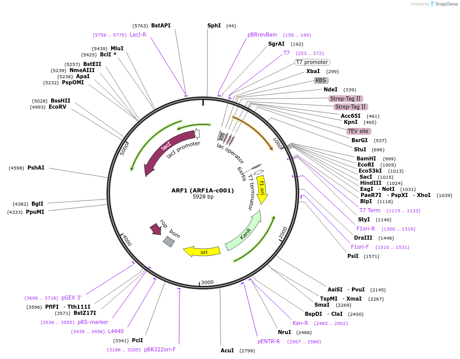 110258-plasmid-map-sequence-id-212329