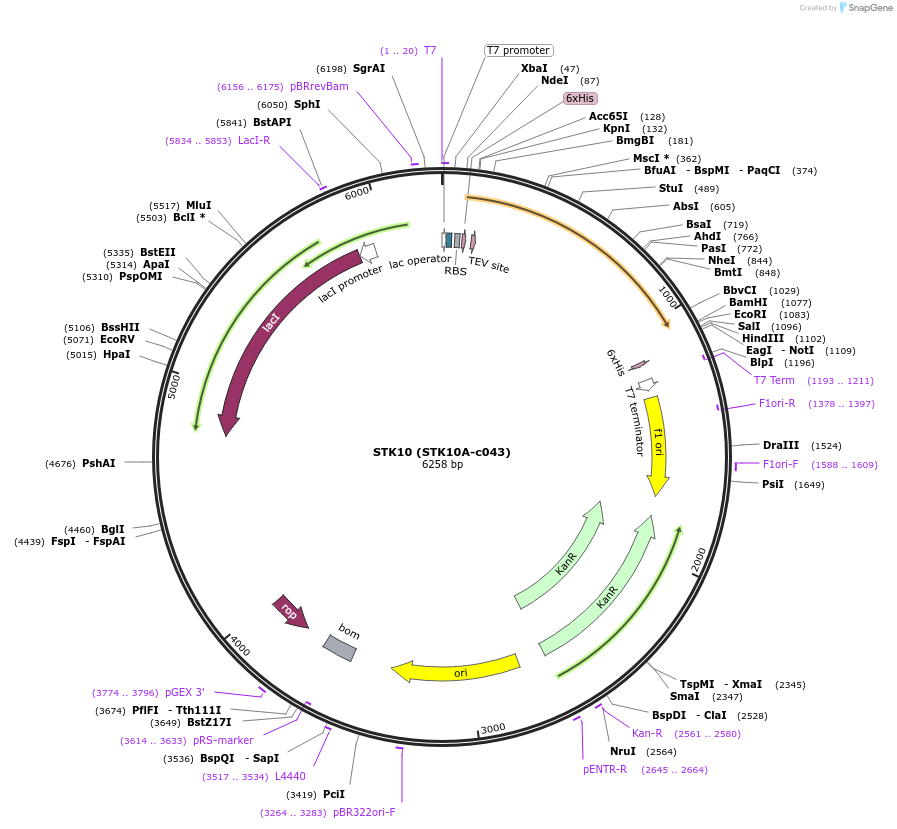 110255-plasmid-map-sequence-id-212331