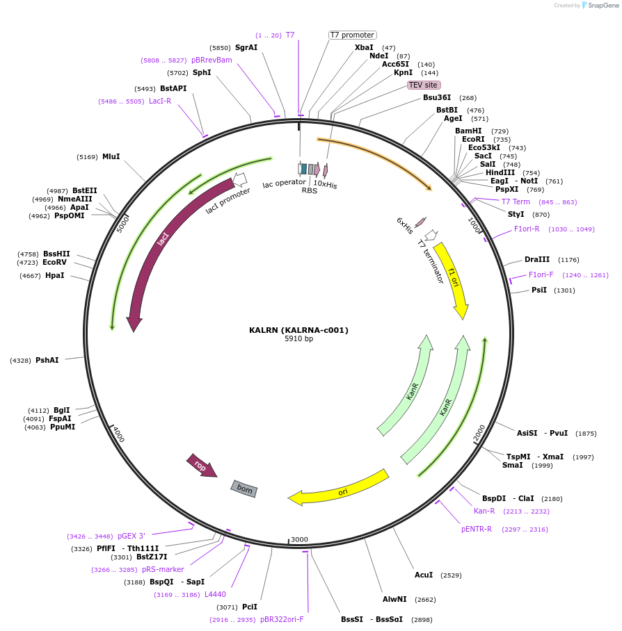 110256-plasmid-map-sequence-id-212334