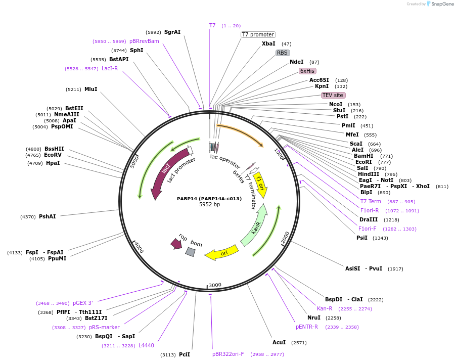 110254-plasmid-map-sequence-id-212336