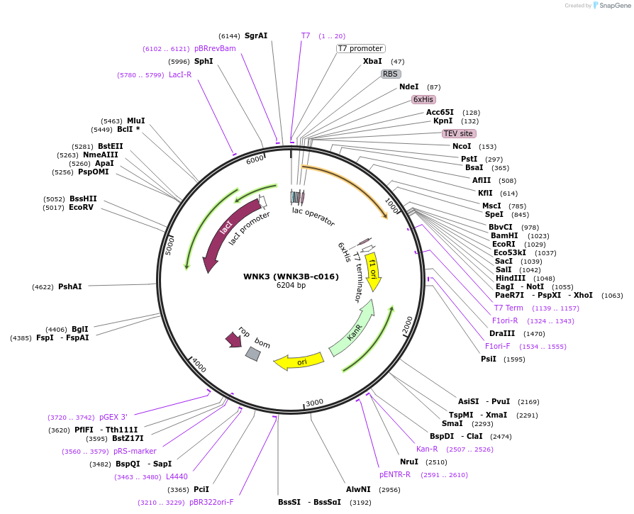 110252-plasmid-map-sequence-id-212337