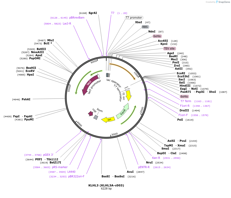 110251-plasmid-map-sequence-id-212338