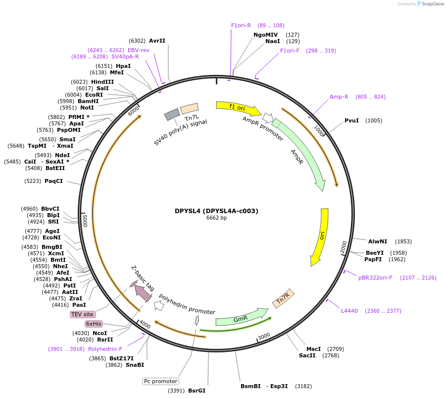 110263-plasmid-map-sequence-id-212341