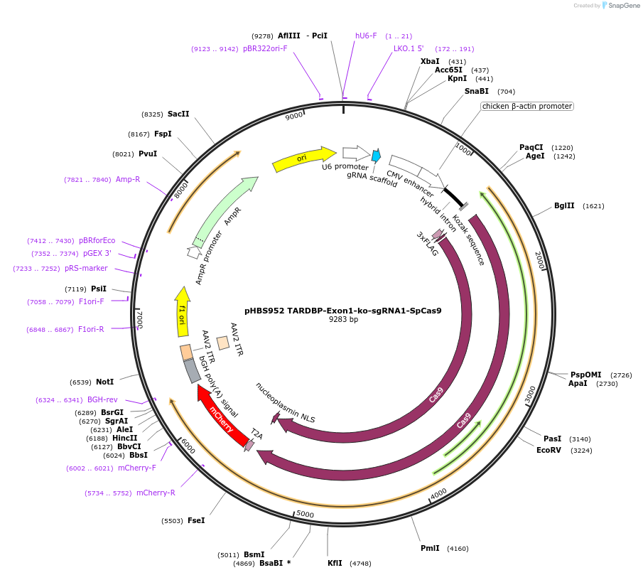 107857-plasmid-map-sequence-id-212343