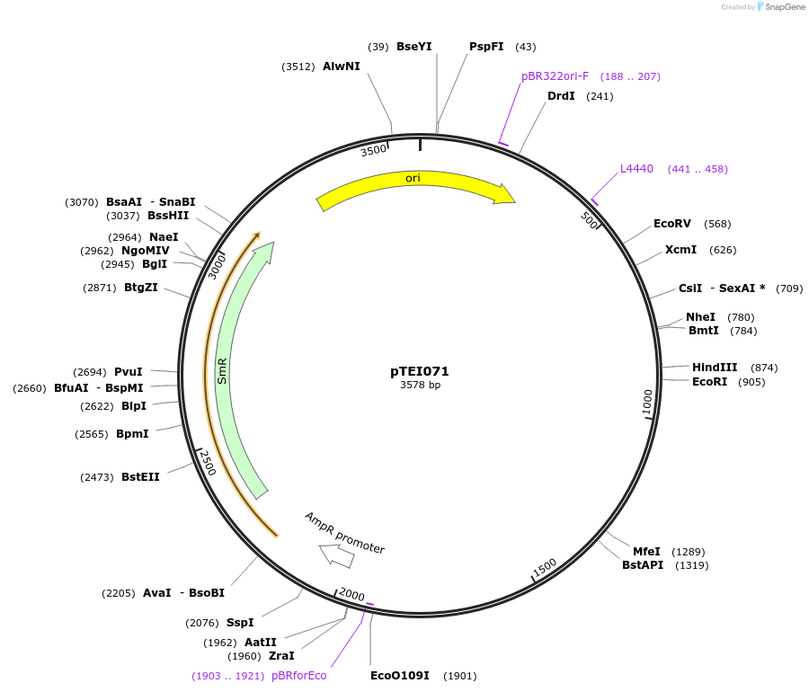 105376-plasmid-map-sequence-id-212345