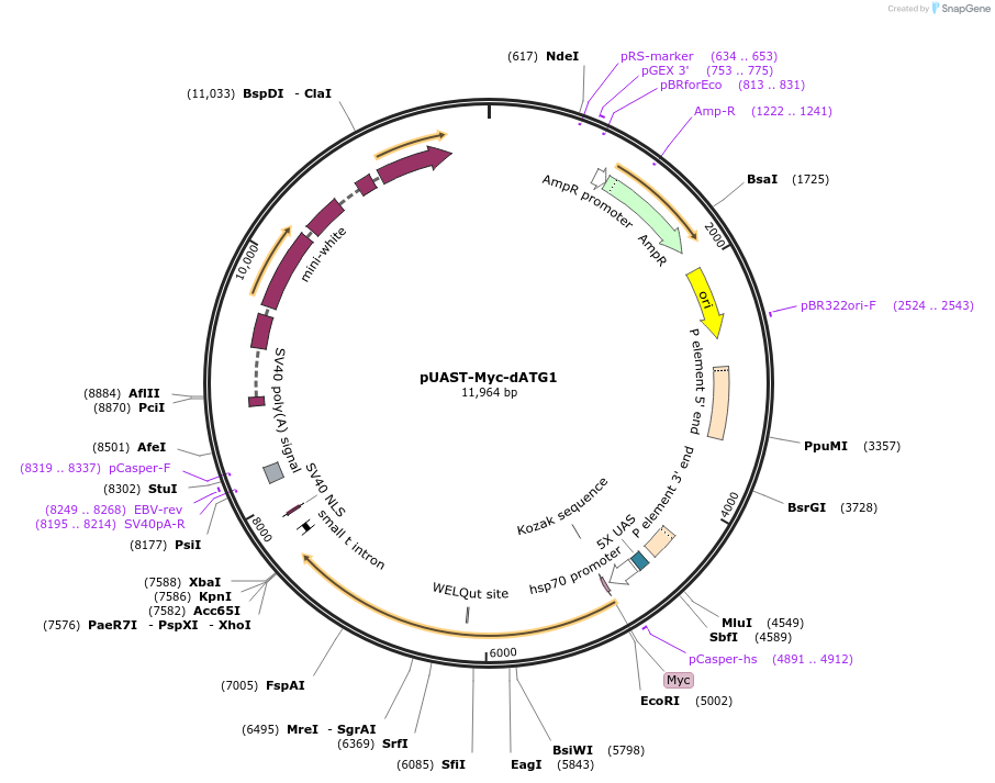 111801-plasmid-map-sequence-id-212346