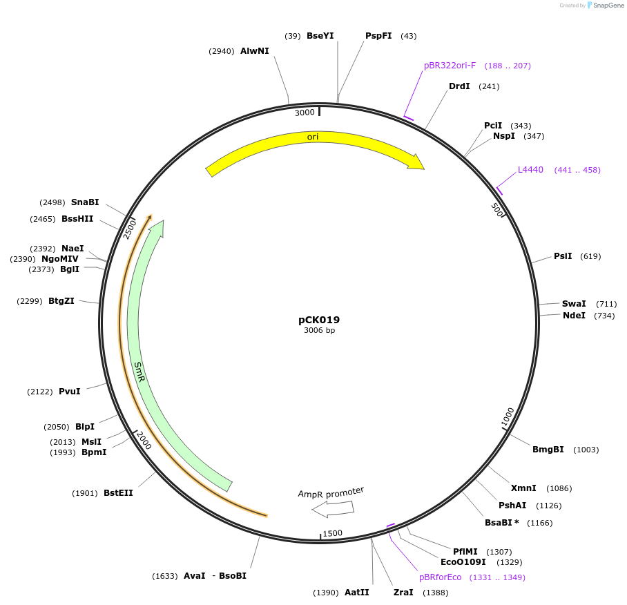 105378-plasmid-map-sequence-id-212348