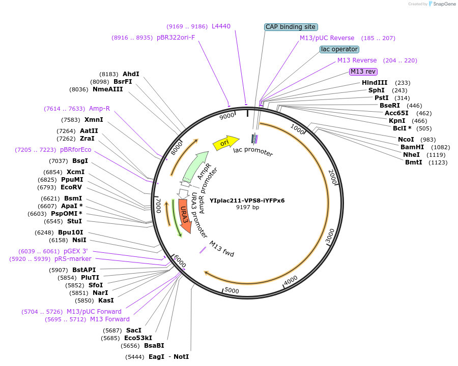105272-plasmid-map-sequence-id-212349