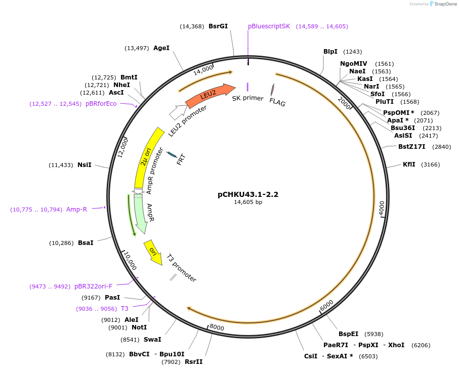 110674-plasmid-map-sequence-id-212366