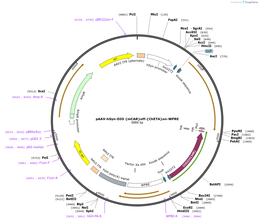 111387-plasmid-map-sequence-id-212375