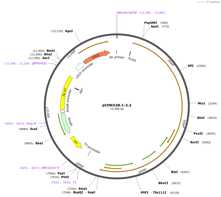 111049-plasmid-map-sequence-id-212376