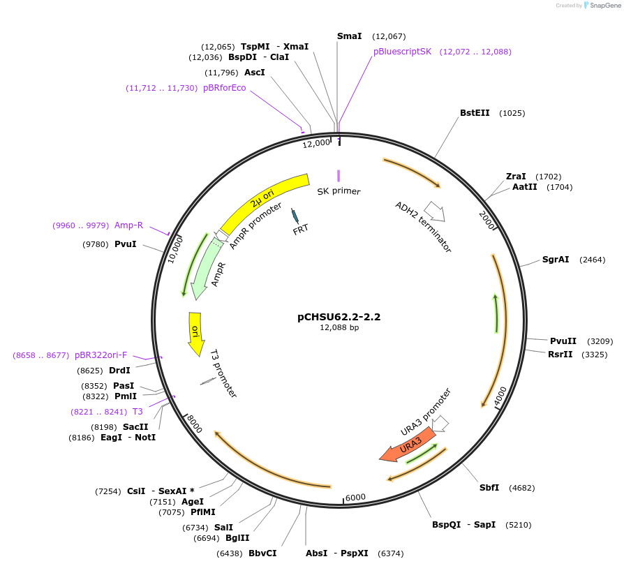 110676-plasmid-map-sequence-id-212383