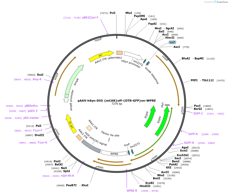 111395-plasmid-map-sequence-id-212388