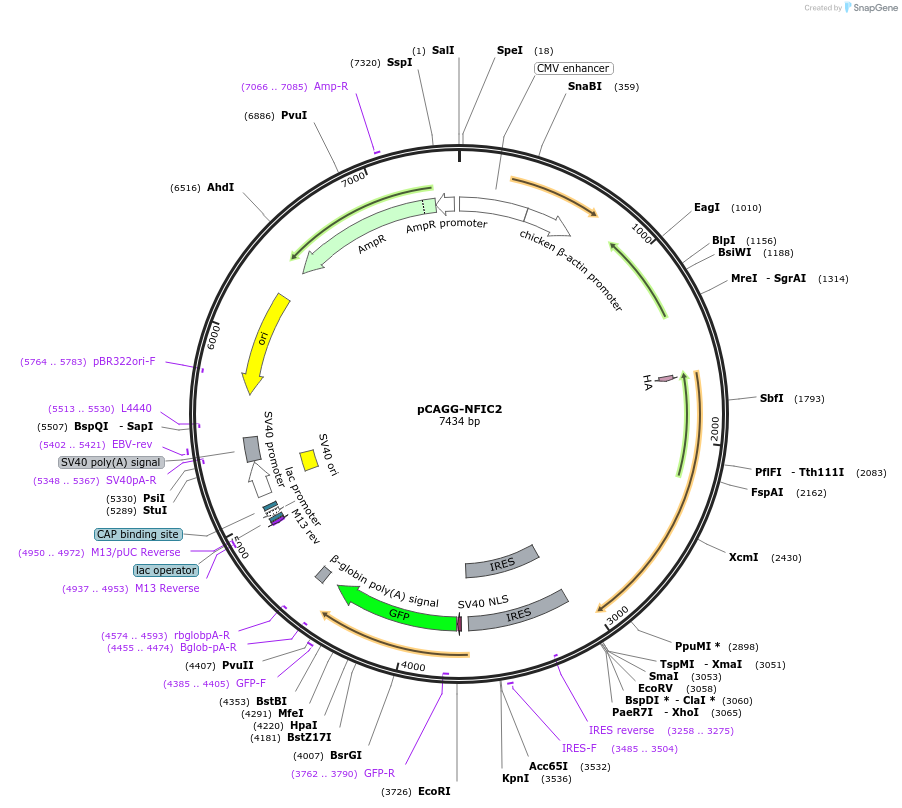 112701-plasmid-map-sequence-id-212389