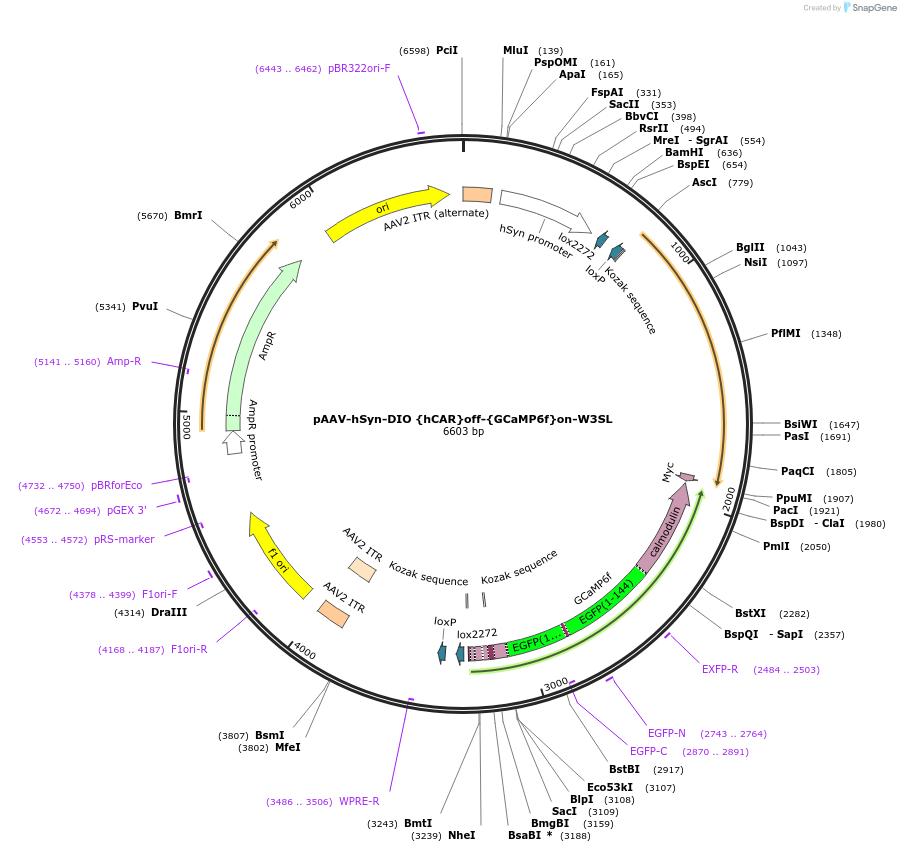 111394-plasmid-map-sequence-id-212394
