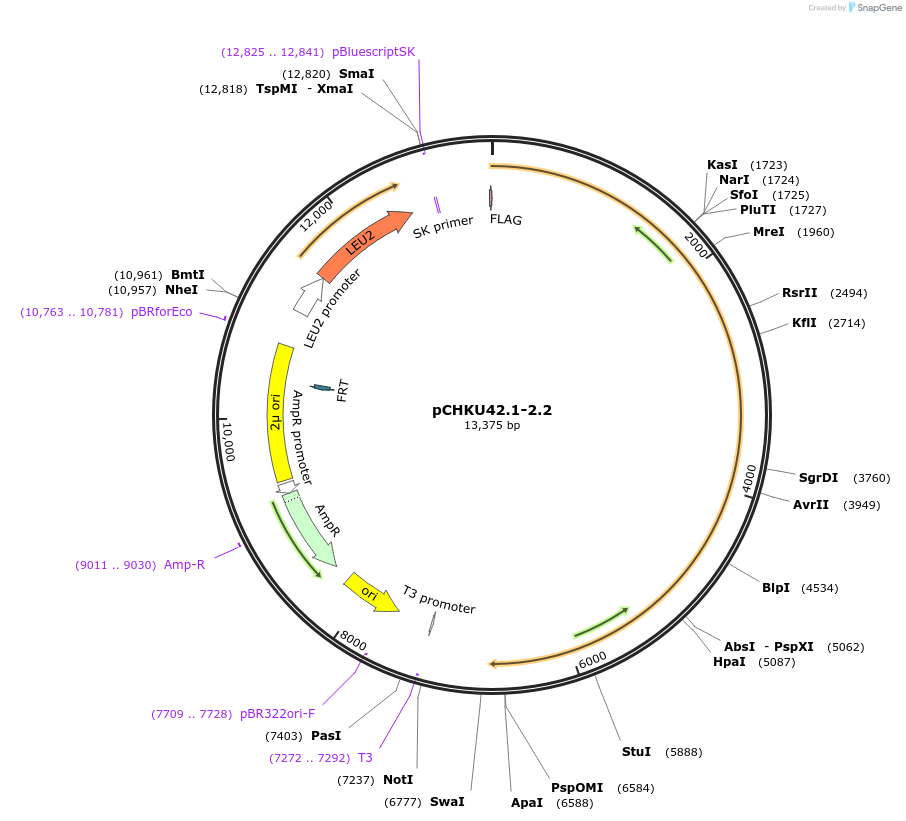 110672-plasmid-map-sequence-id-212420