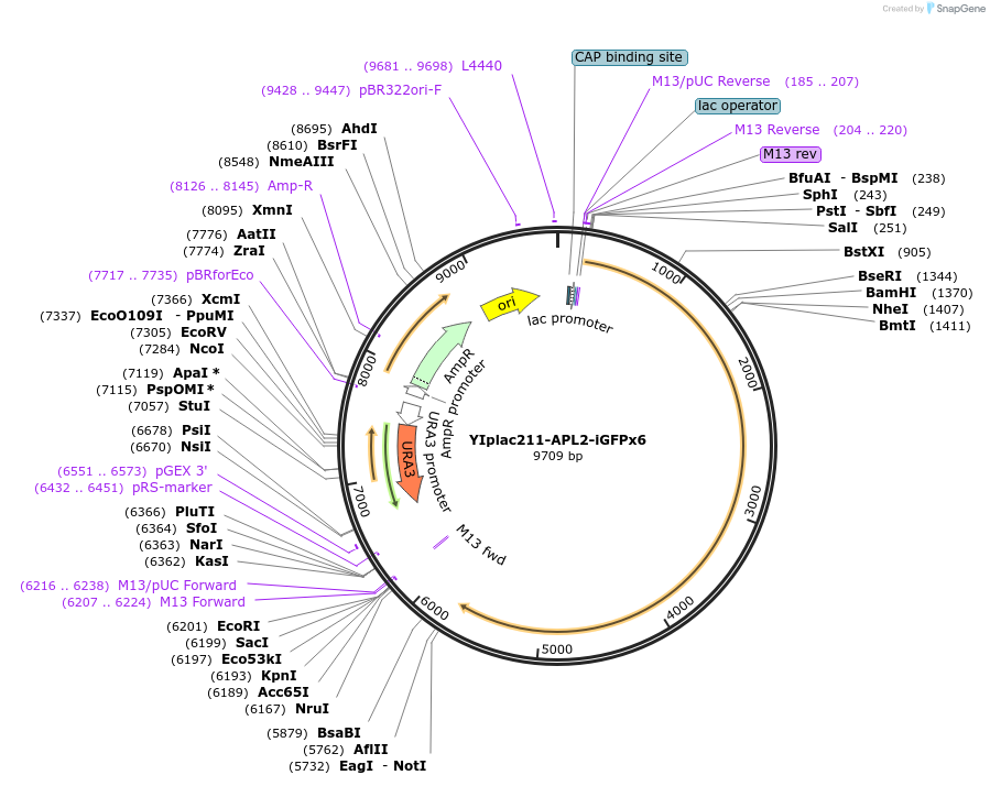 105251-plasmid-map-sequence-id-212421