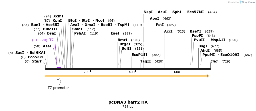 21243_map