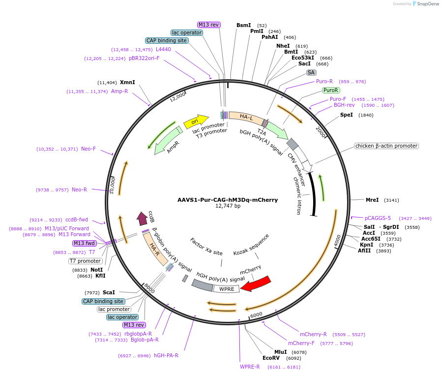80948-plasmid-map-sequence-id-212456