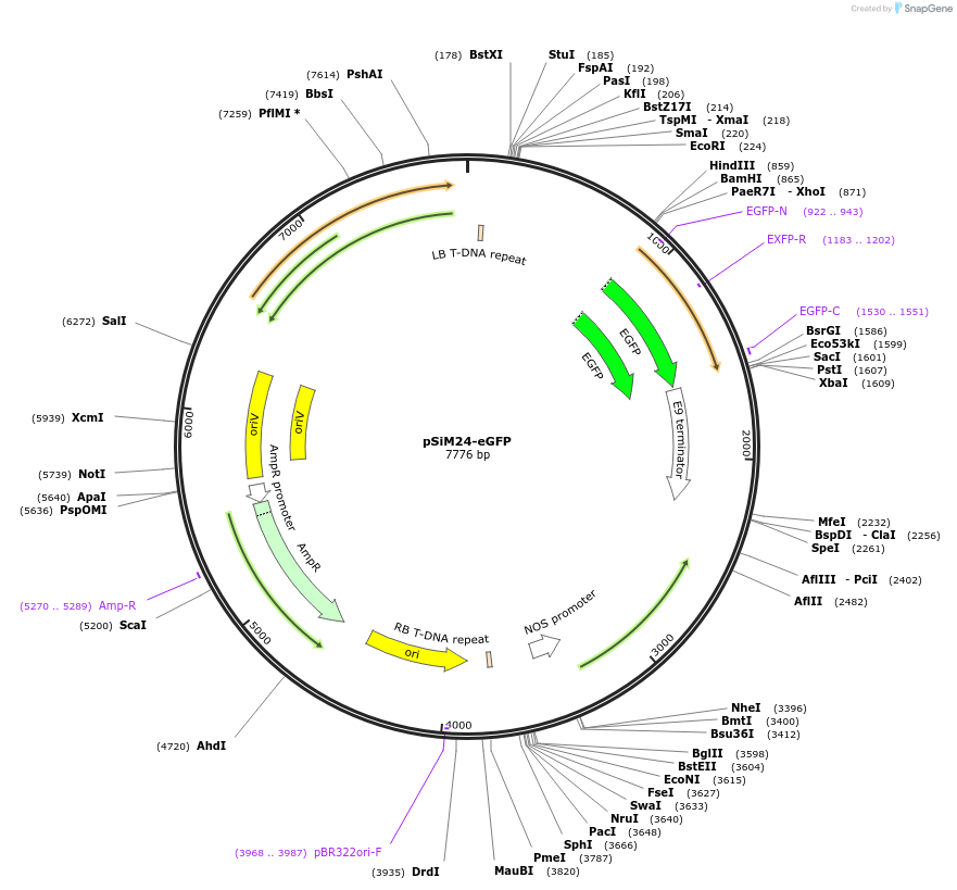 67883-plasmid-map-sequence-id-212459