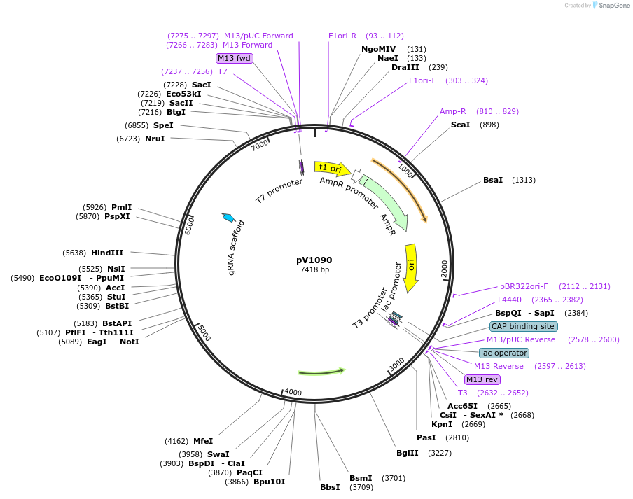 111427-plasmid-map-sequence-id-212460