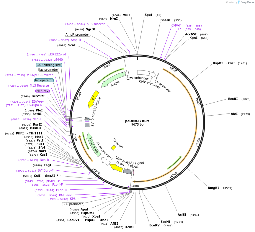 111766-plasmid-map-sequence-id-212461