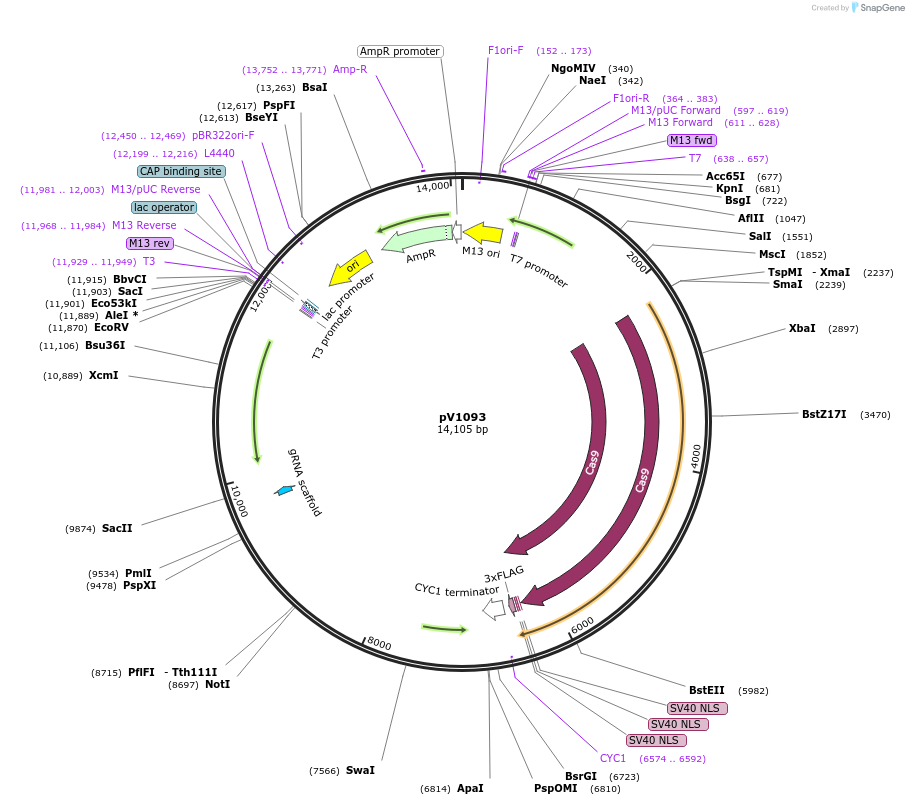 111428-plasmid-map-sequence-id-212463