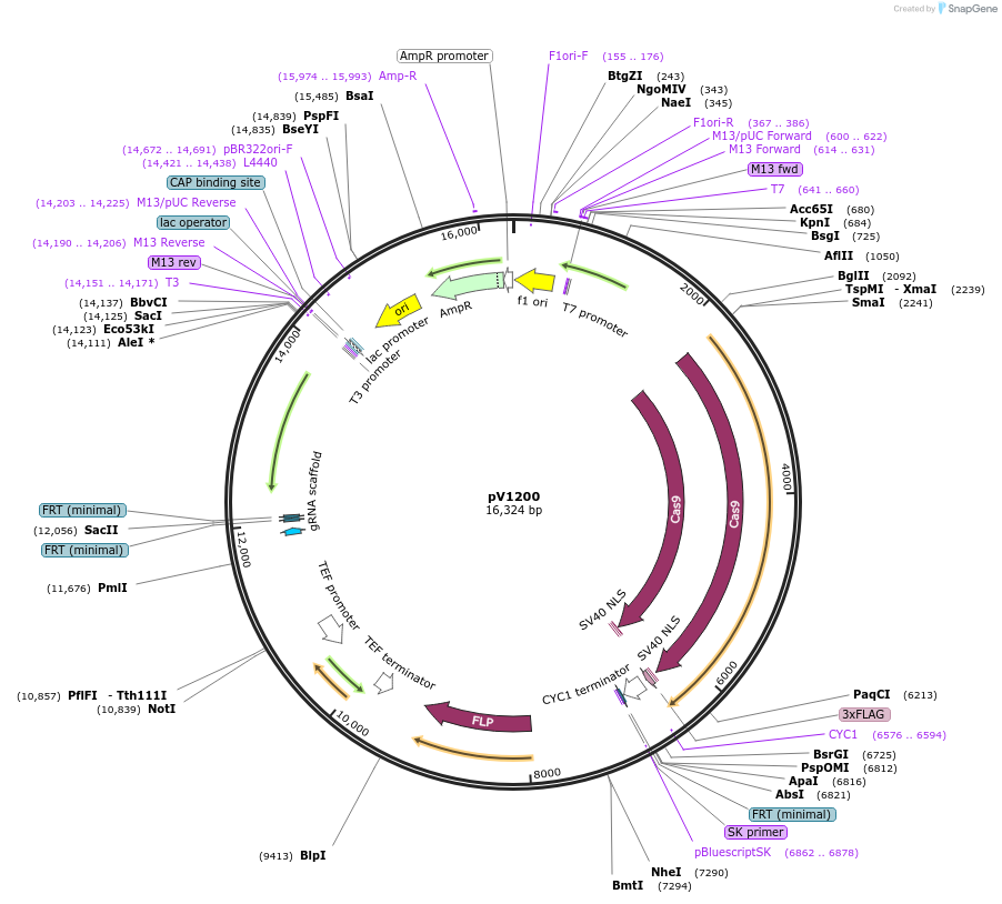 111429-plasmid-map-sequence-id-212464