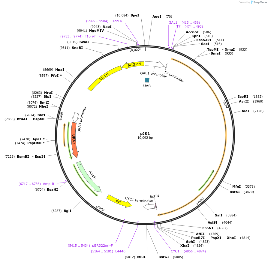 111722-plasmid-map-sequence-id-212466