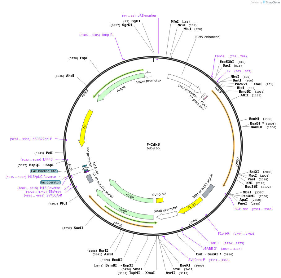 15366-plasmid-map-sequence-id-212468