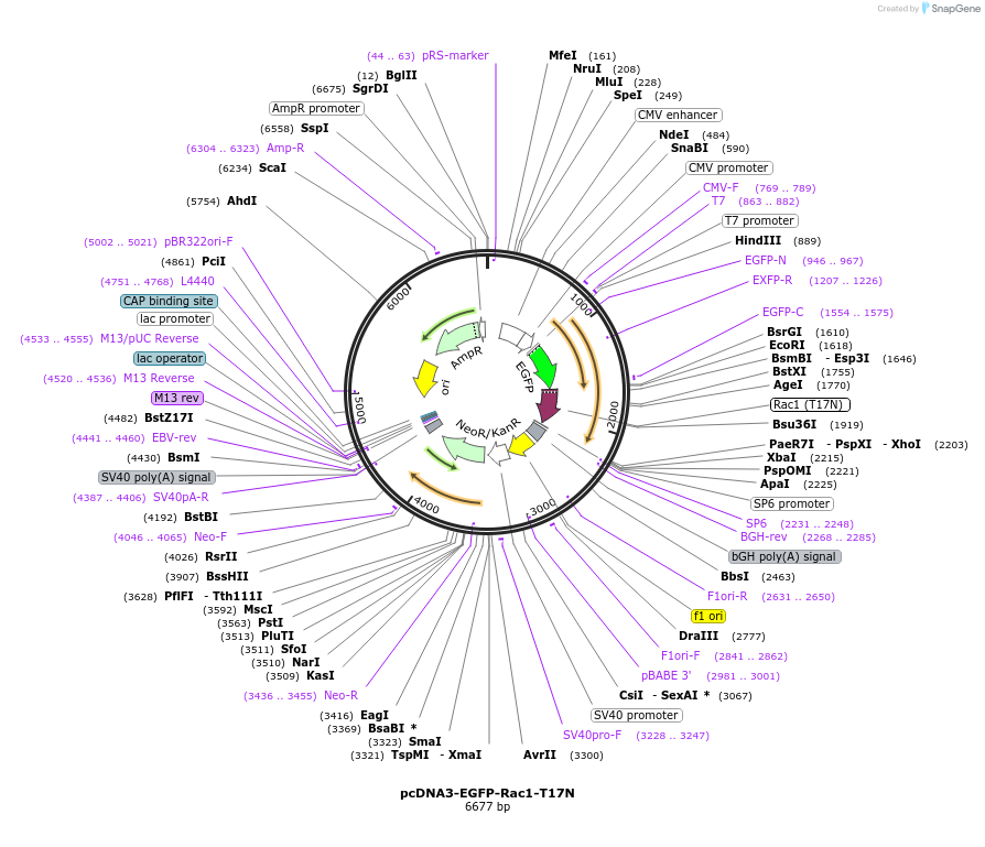 12982-plasmid-map-sequence-id-212469