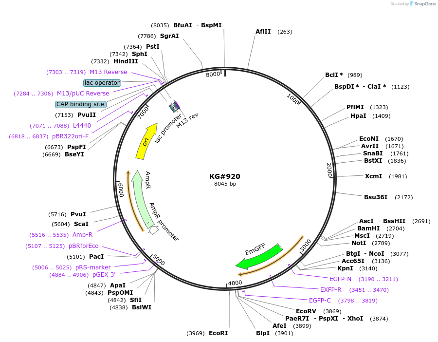 110937-plasmid-map-sequence-id-212471
