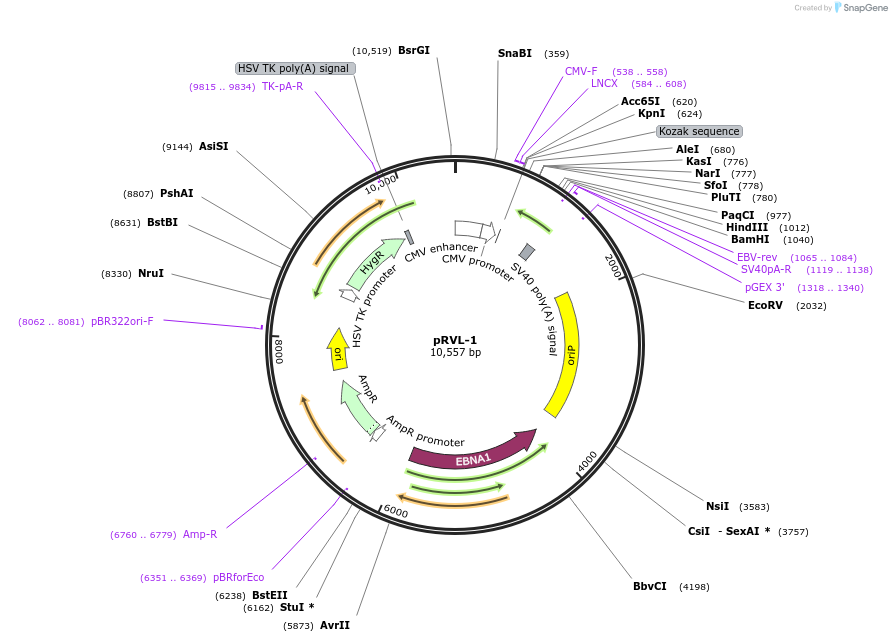 104579-plasmid-map-sequence-id-212475