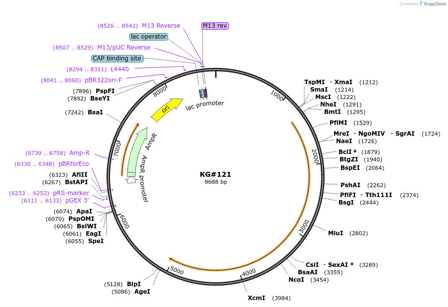 110879-plasmid-map-sequence-id-212481