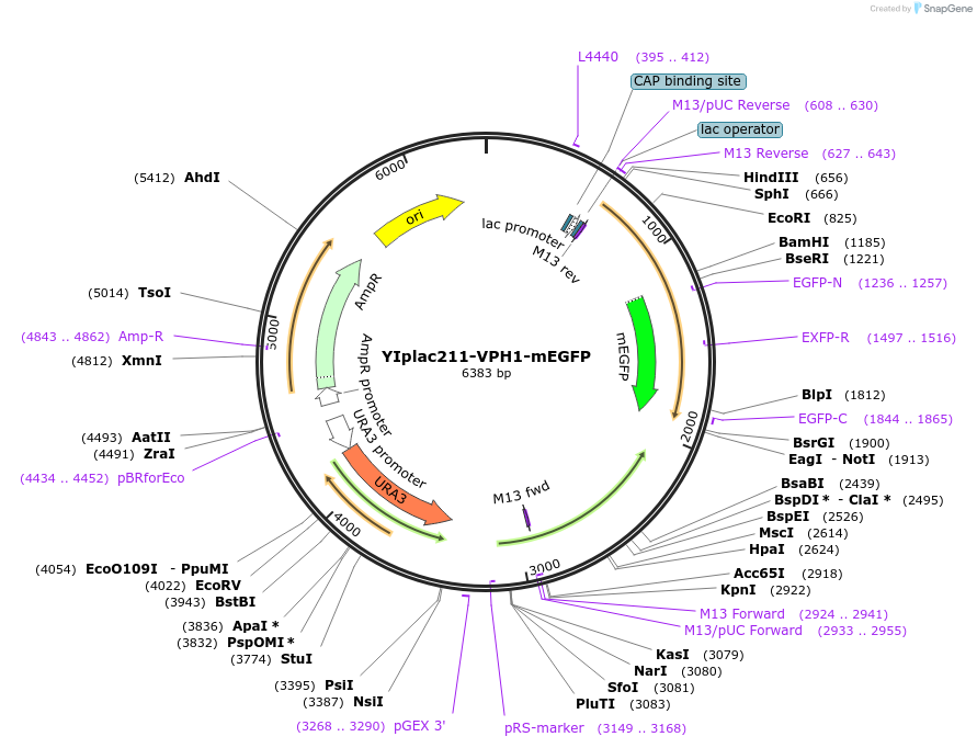 105270-plasmid-map-sequence-id-212482