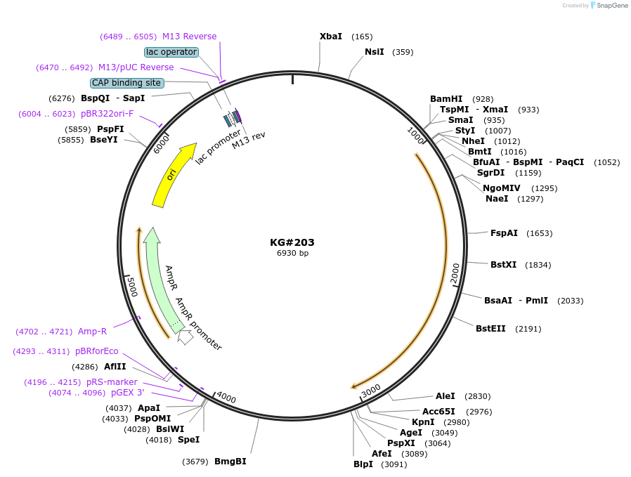 110880-plasmid-map-sequence-id-212521