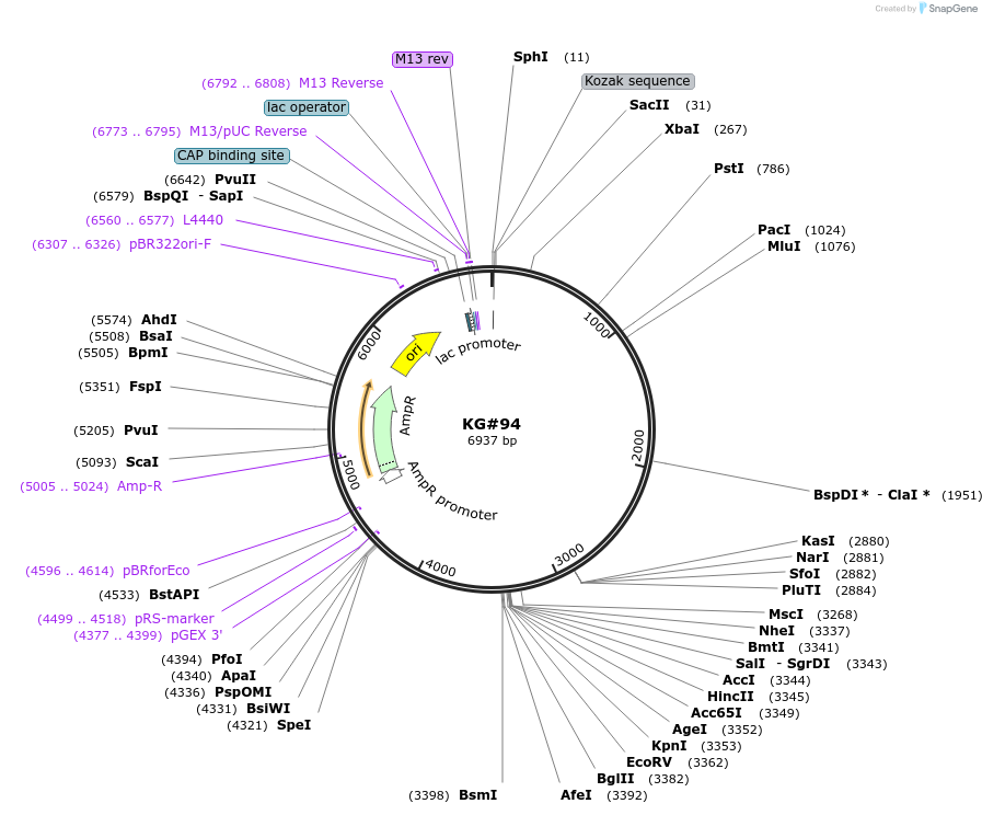 110931-plasmid-map-sequence-id-212525