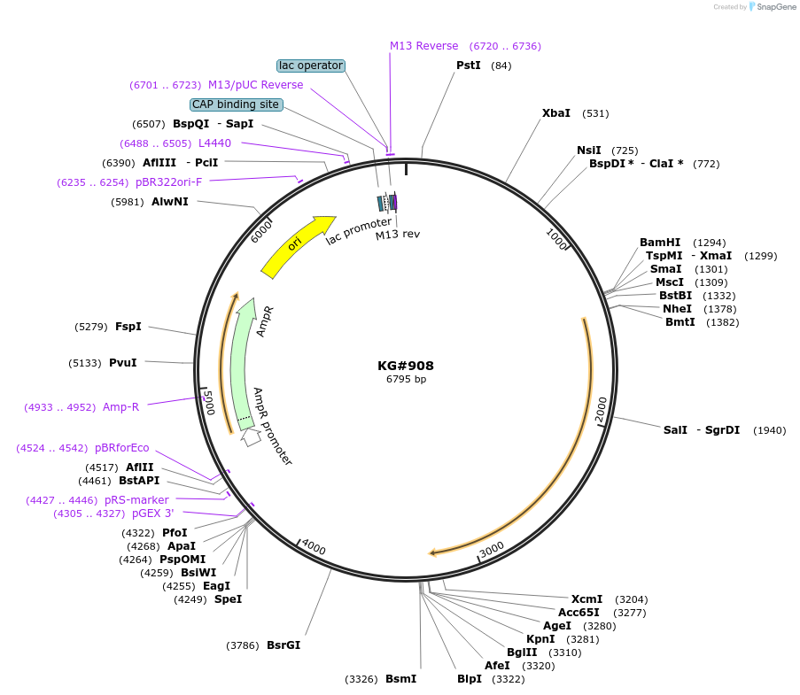 110914-plasmid-map-sequence-id-212553
