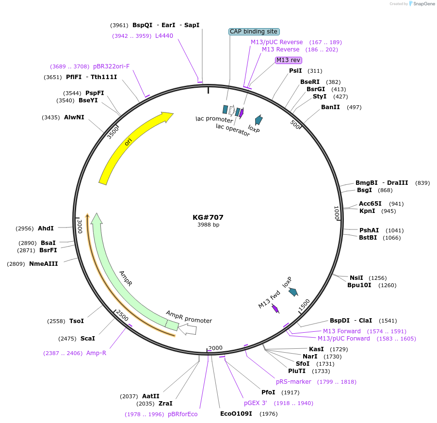 110911-plasmid-map-sequence-id-212557