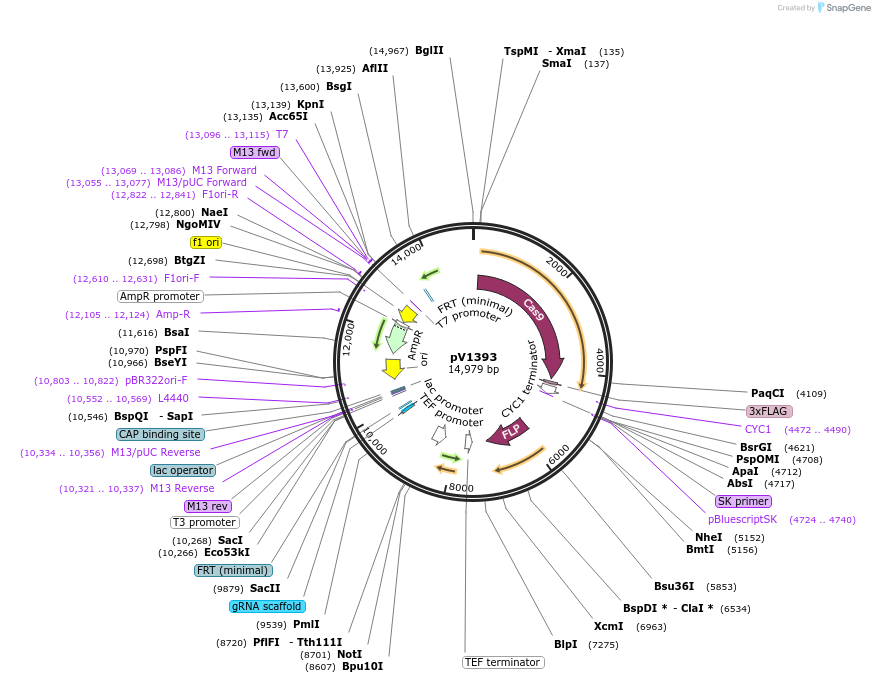 111430-plasmid-map-sequence-id-212561