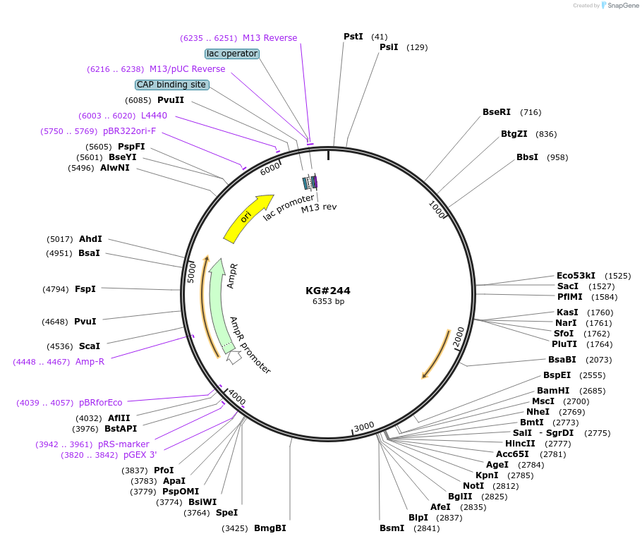 110927-plasmid-map-sequence-id-212562