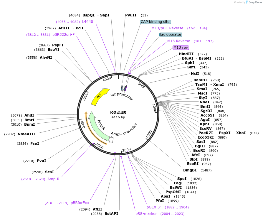 110926-plasmid-map-sequence-id-212564