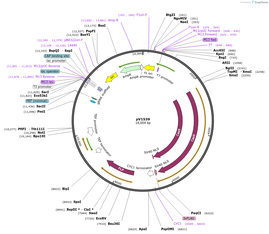 111434-plasmid-map-sequence-id-212569
