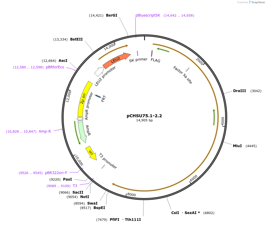 110690-plasmid-map-sequence-id-212573