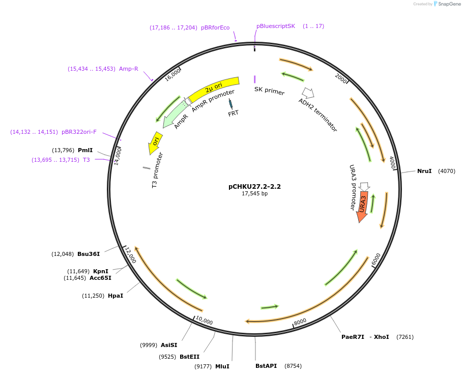 110662-plasmid-map-sequence-id-212575