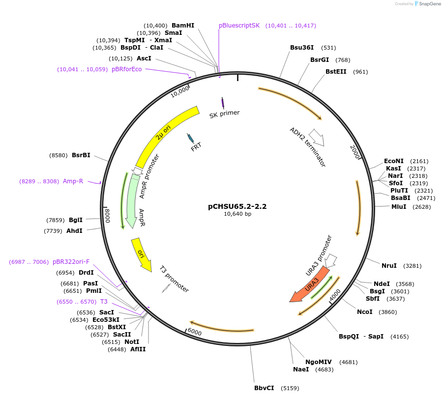 110678-plasmid-map-sequence-id-212576