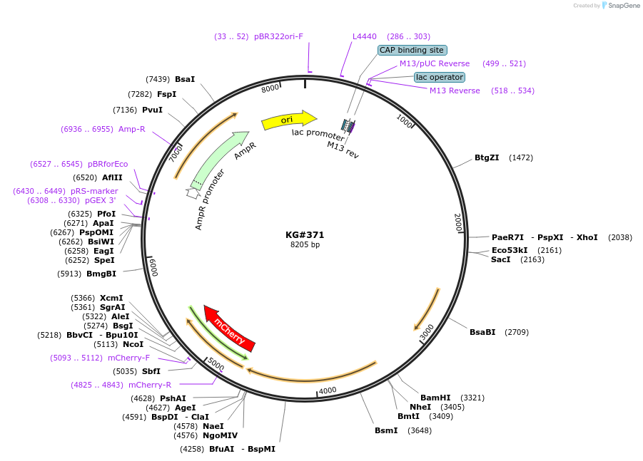 110882-plasmid-map-sequence-id-212577