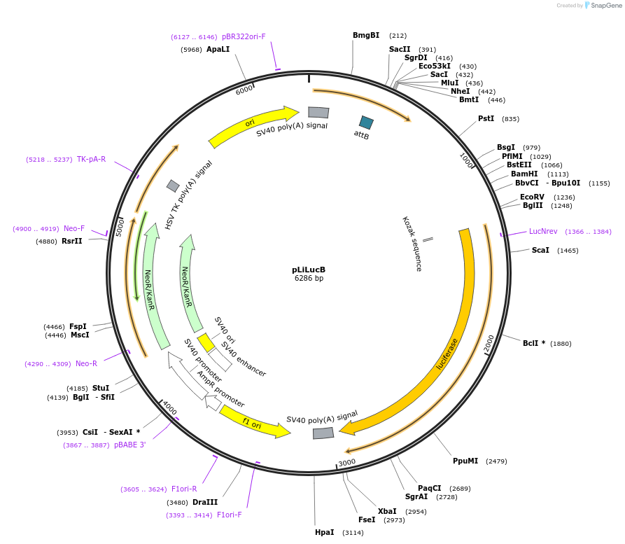 31596-plasmid-map-sequence-id-212579